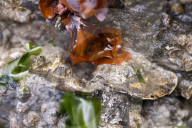 Native Olympia Oysters fair well against global warming