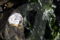 Native Olympia Oysters fair well against global warming
