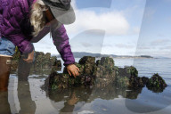Native Olympia Oysters fair well against global warming
