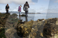 Native Olympia Oysters fair well against global warming