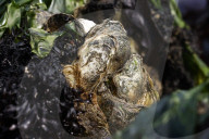 Native Olympia Oysters fair well against global warming