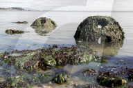 Native Olympia Oysters fair well against global warming