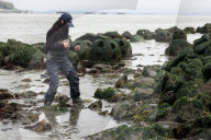 Native Olympia Oysters fair well against global warming