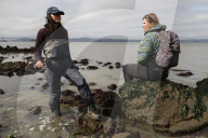 Native Olympia Oysters fair well against global warming