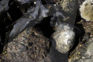 Native Olympia Oysters fair well against global warming