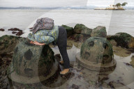Native Olympia Oysters fair well against global warming