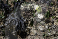 Native Olympia Oysters fair well against global warming