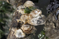 Native Olympia Oysters fair well against global warming