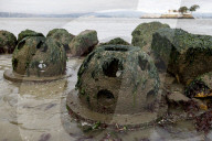 Native Olympia Oysters fair well against global warming