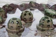 Native Olympia Oysters fair well against global warming