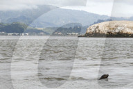 Native Olympia Oysters fair well against global warming