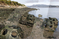 Native Olympia Oysters fair well against global warming