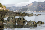 Native Olympia Oysters fair well against global warming
