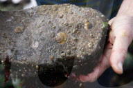 Native Olympia Oysters fair well against global warming