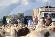 Livestock Ahead Of Eid-al Adha In Kashmir