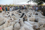Livestock Ahead Of Eid-al Adha In Kashmir