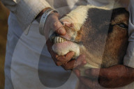 Livestock Ahead Of Eid-al Adha In Kashmir
