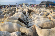 Livestock Ahead Of Eid-al Adha In Kashmir