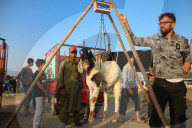 Livestock Ahead Of Eid-al Adha In Kashmir