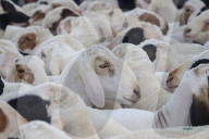 Livestock Ahead Of Eid-al Adha In Kashmir