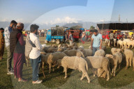 Livestock Ahead Of Eid-al Adha In Kashmir
