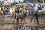 Livestock Ahead Of Eid-al Adha In Kashmir