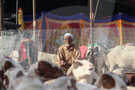 Livestock Ahead Of Eid-al Adha In Kashmir