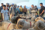 Livestock Ahead Of Eid-al Adha In Kashmir