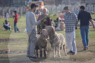 Livestock Ahead Of Eid-al Adha In Kashmir