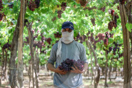 Grape Harvest In Egypt