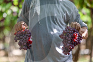 Grape Harvest In Egypt