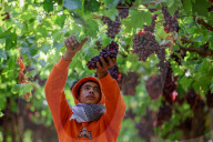 Grape Harvest In Egypt