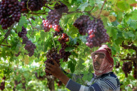 Grape Harvest In Egypt