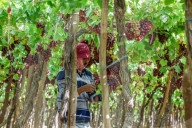 Grape Harvest In Egypt