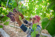 Grape Harvest In Egypt