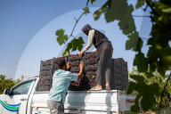 Grape Harvest In Egypt