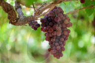 Grape Harvest In Egypt