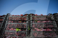 Grape Harvest In Egypt