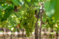 Grape Harvest In Egypt