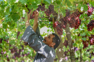 Grape Harvest In Egypt