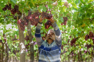 Grape Harvest In Egypt