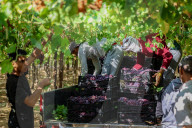 Grape Harvest In Egypt