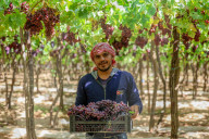 Grape Harvest In Egypt