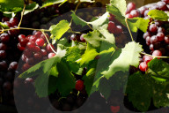 Grape Harvest In Egypt