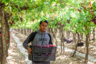 Grape Harvest In Egypt