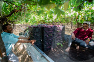 Grape Harvest In Egypt