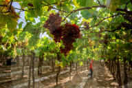 Grape Harvest In Egypt