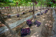 Grape Harvest In Egypt