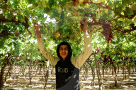 Grape Harvest In Egypt