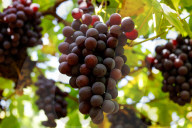 Grape Harvest In Egypt